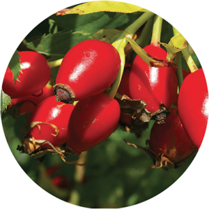 Certified Organic Rosehip Seed Oil (Rosa Eglentaria)
