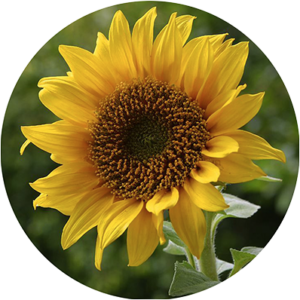 Certified Organic Sunflower Seed Oil