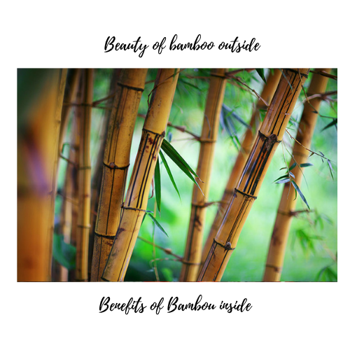 bambou beauty